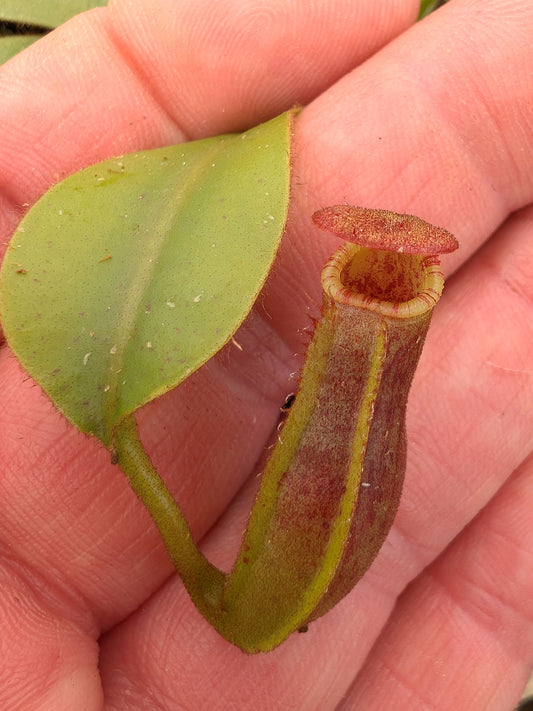 Nepenthes veitchii "Candy" x Trusmadiensis