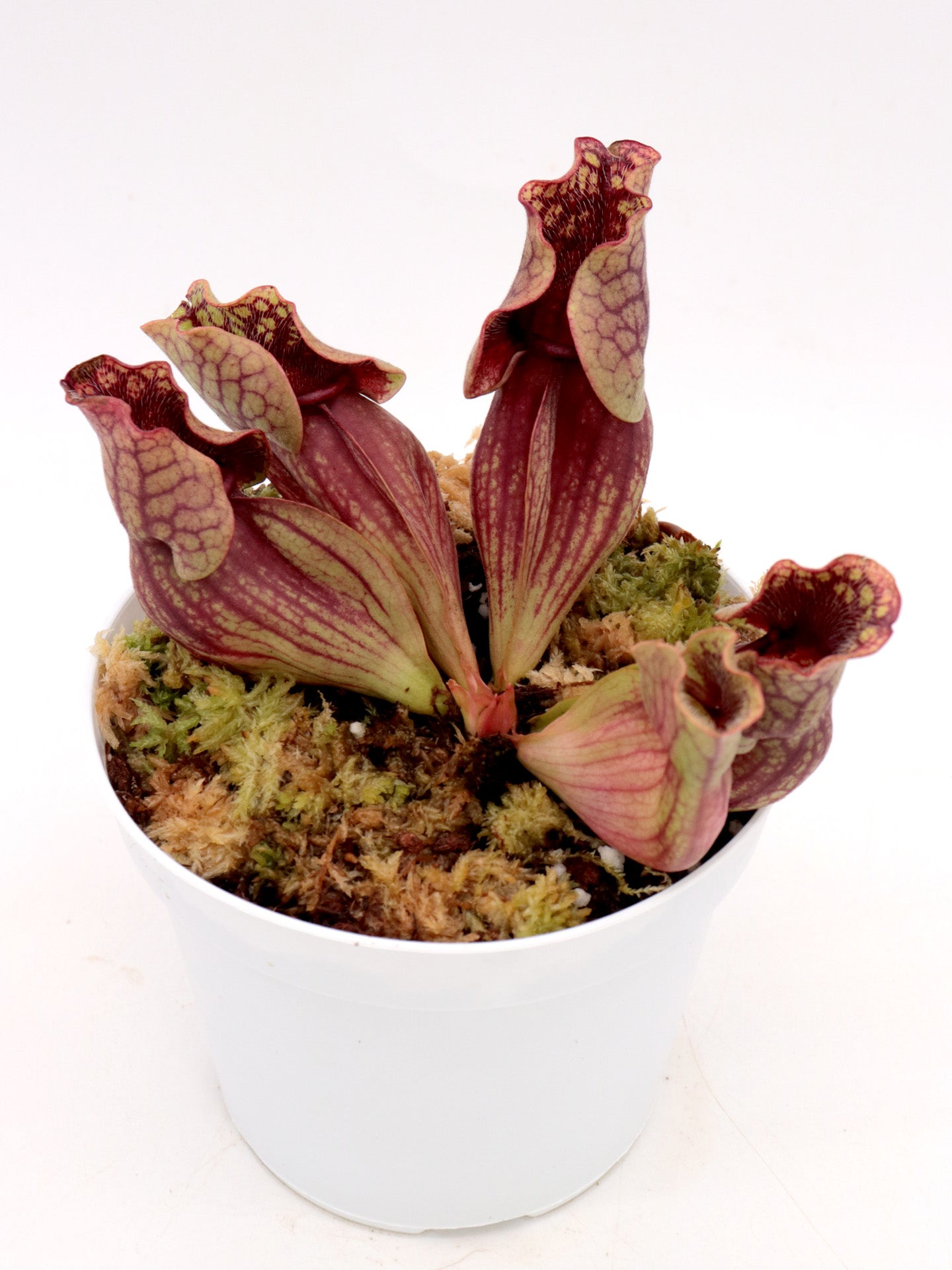 Sarracenia purpurea ssp. venosa  Old Dock, Columbus Co