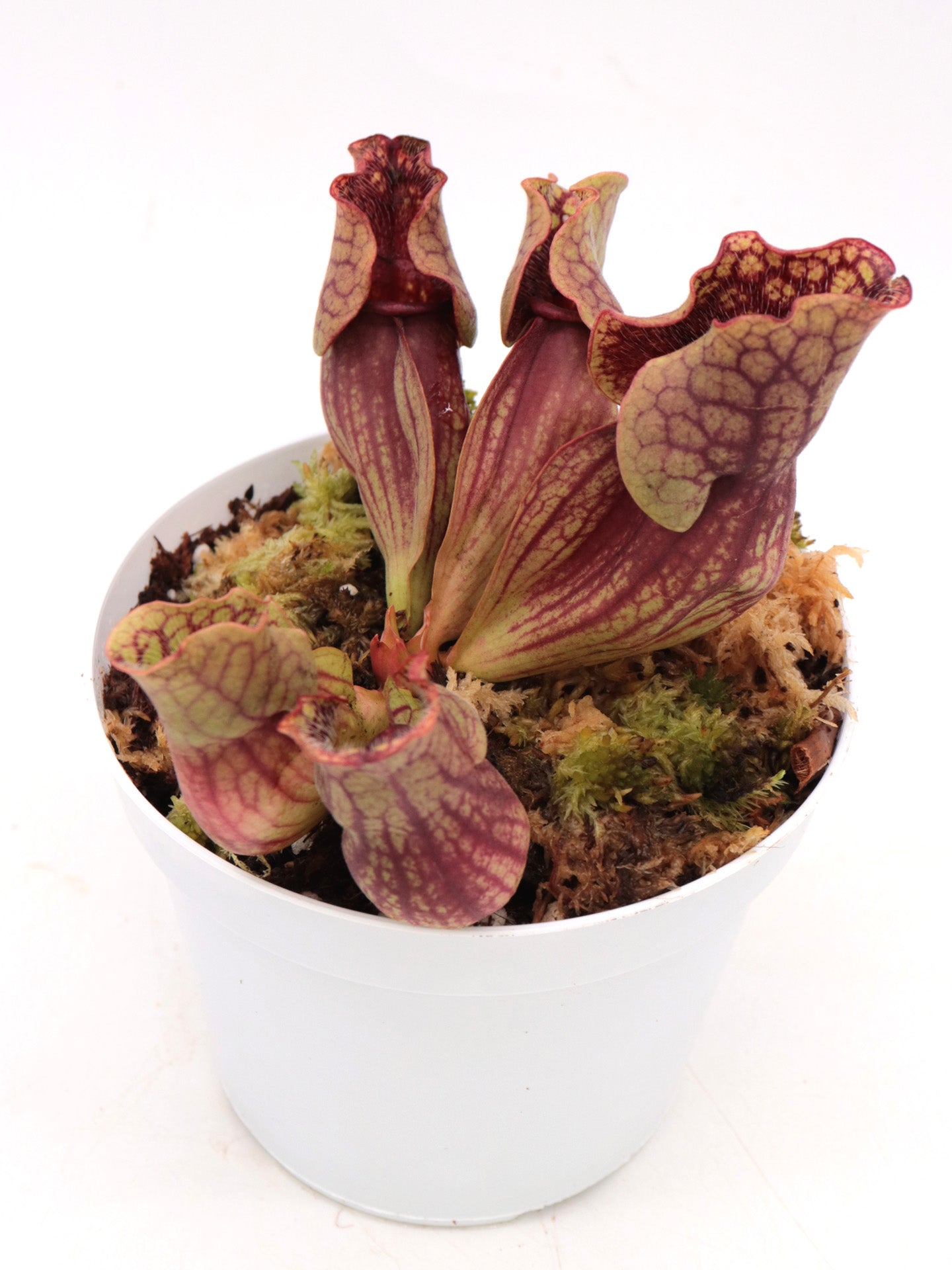 Sarracenia purpurea ssp. venosa  Old Dock, Columbus Co