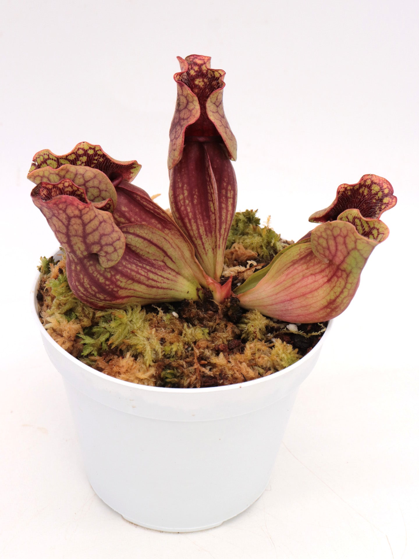 Sarracenia purpurea ssp. venosa  Old Dock, Columbus Co