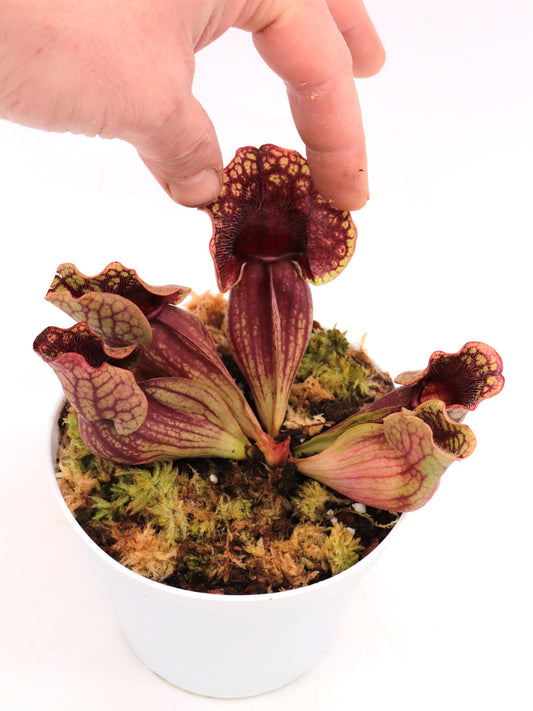 Sarracenia purpurea ssp. venosa  Old Dock, Columbus Co