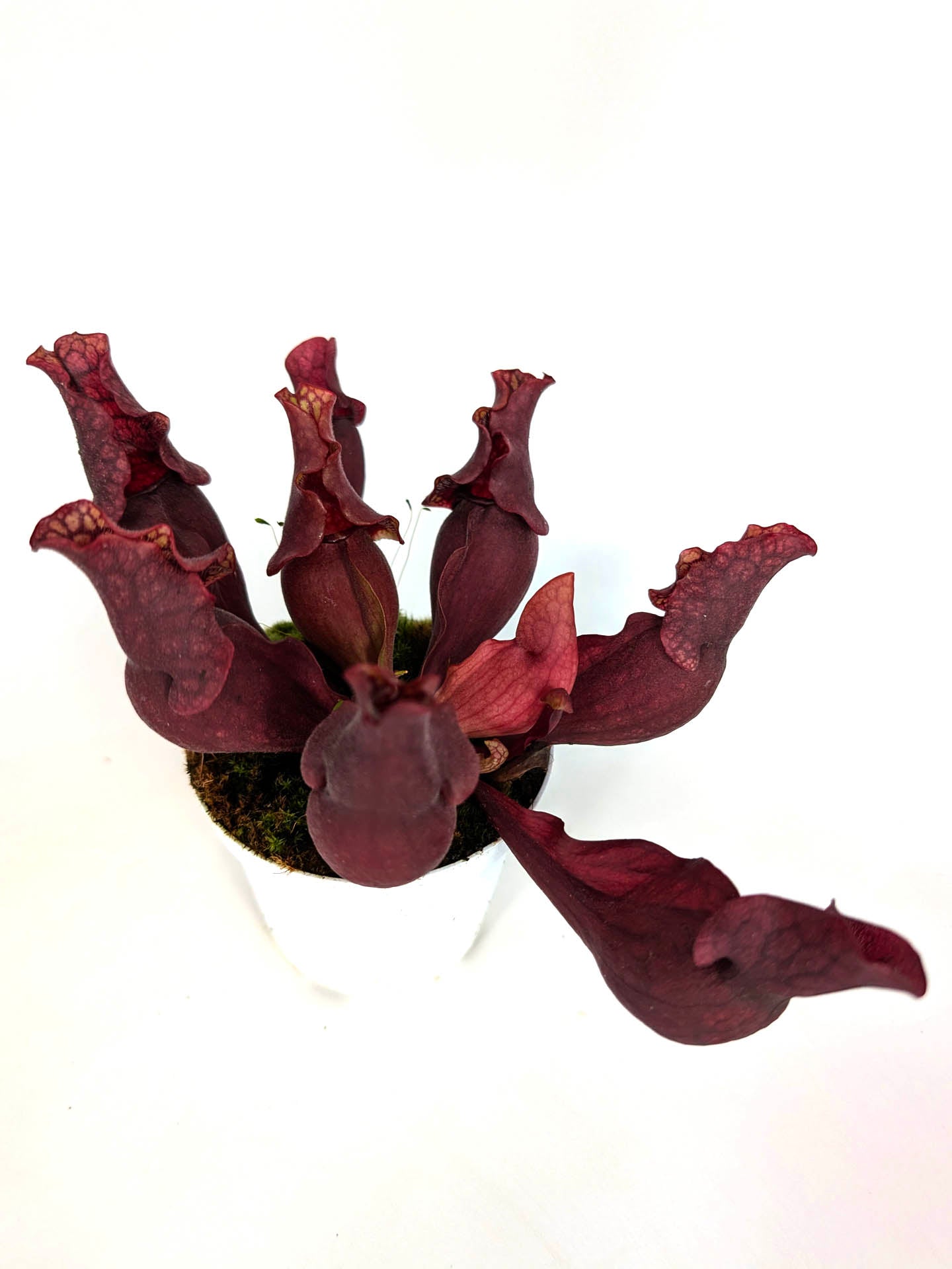 Sarracenia purpurea ssp. venosa x purpurea ssp. purpurea "Very Dark"