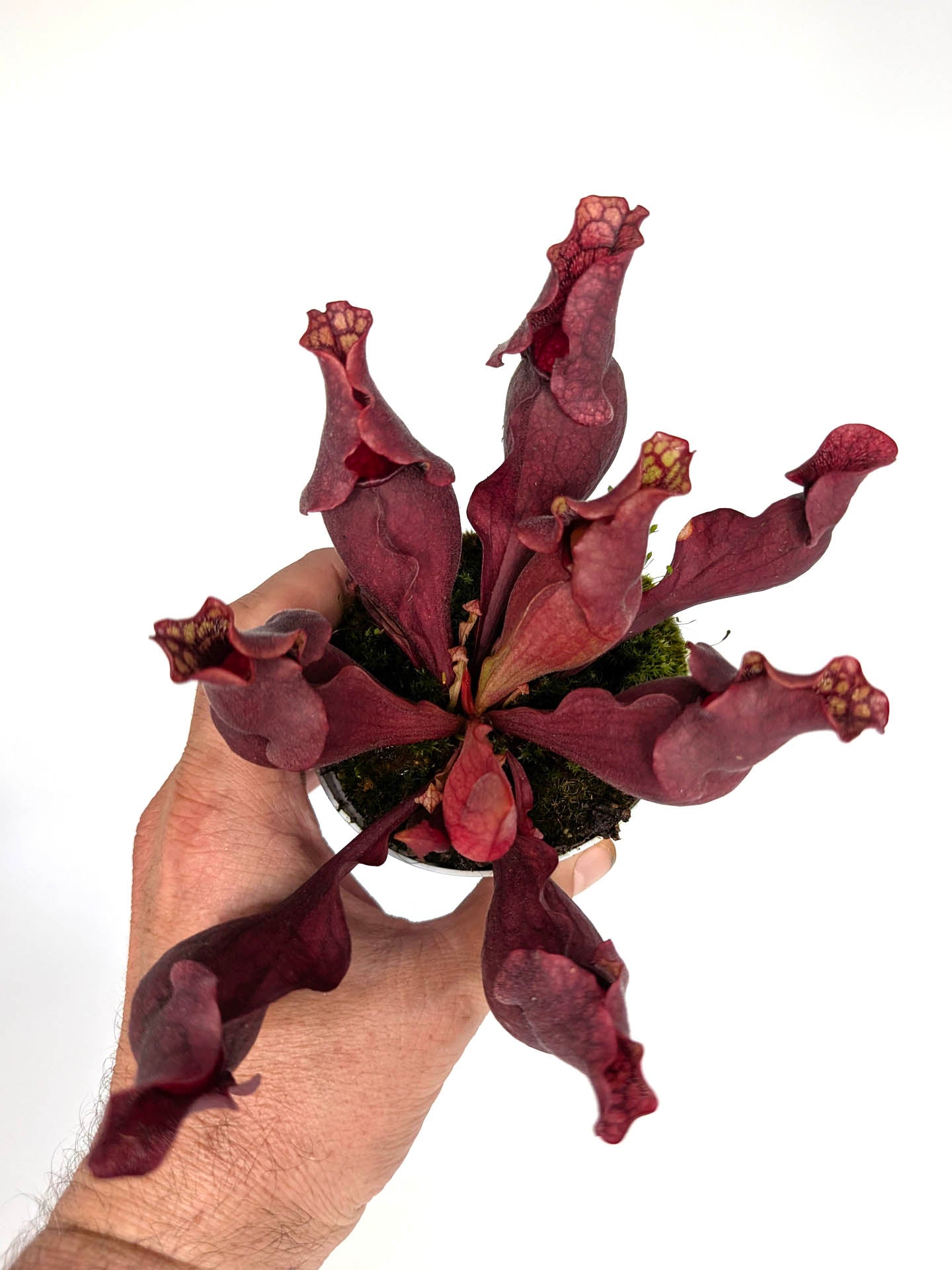 Sarracenia purpurea ssp. venosa x purpurea ssp. purpurea "Very Dark"