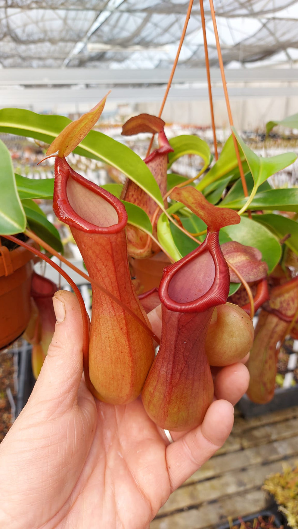 Vänt Ratta Nepenthes x
