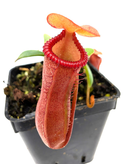 Nepenthes ventricosa x edwardsiana