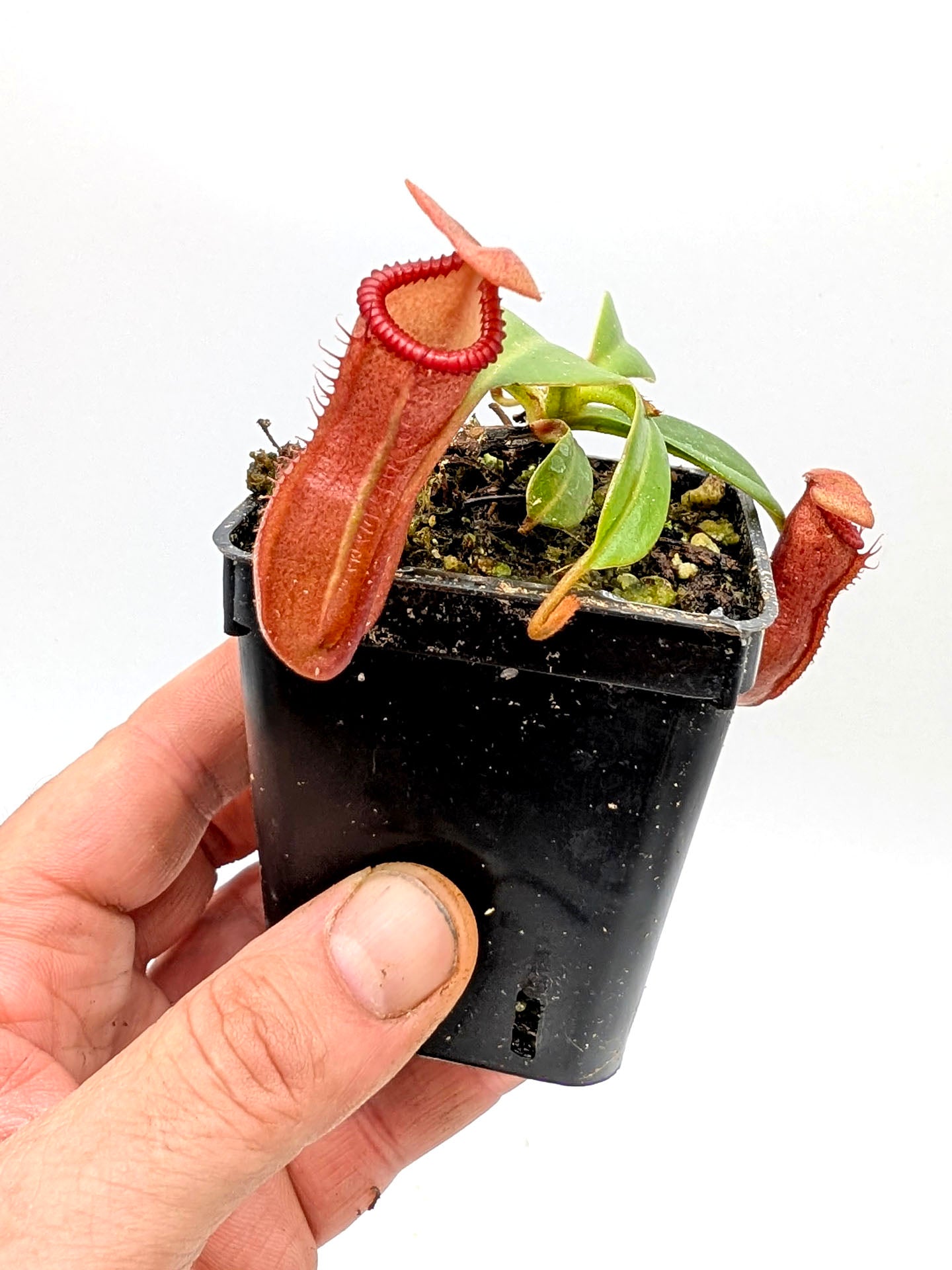 Nepenthes ventricosa x edwardsiana