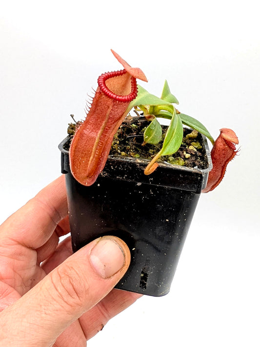 Nepenthes burkei x edwardsiana Yasuhide Nakagawa Cross