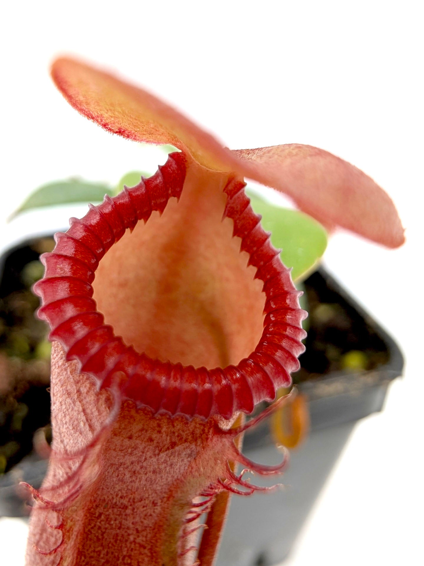 Nepenthes ventricosa x edwardsiana
