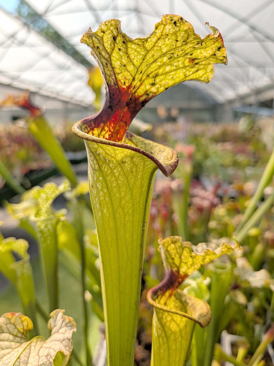 Sarracenia x moorei "Vigorosa" Falchi