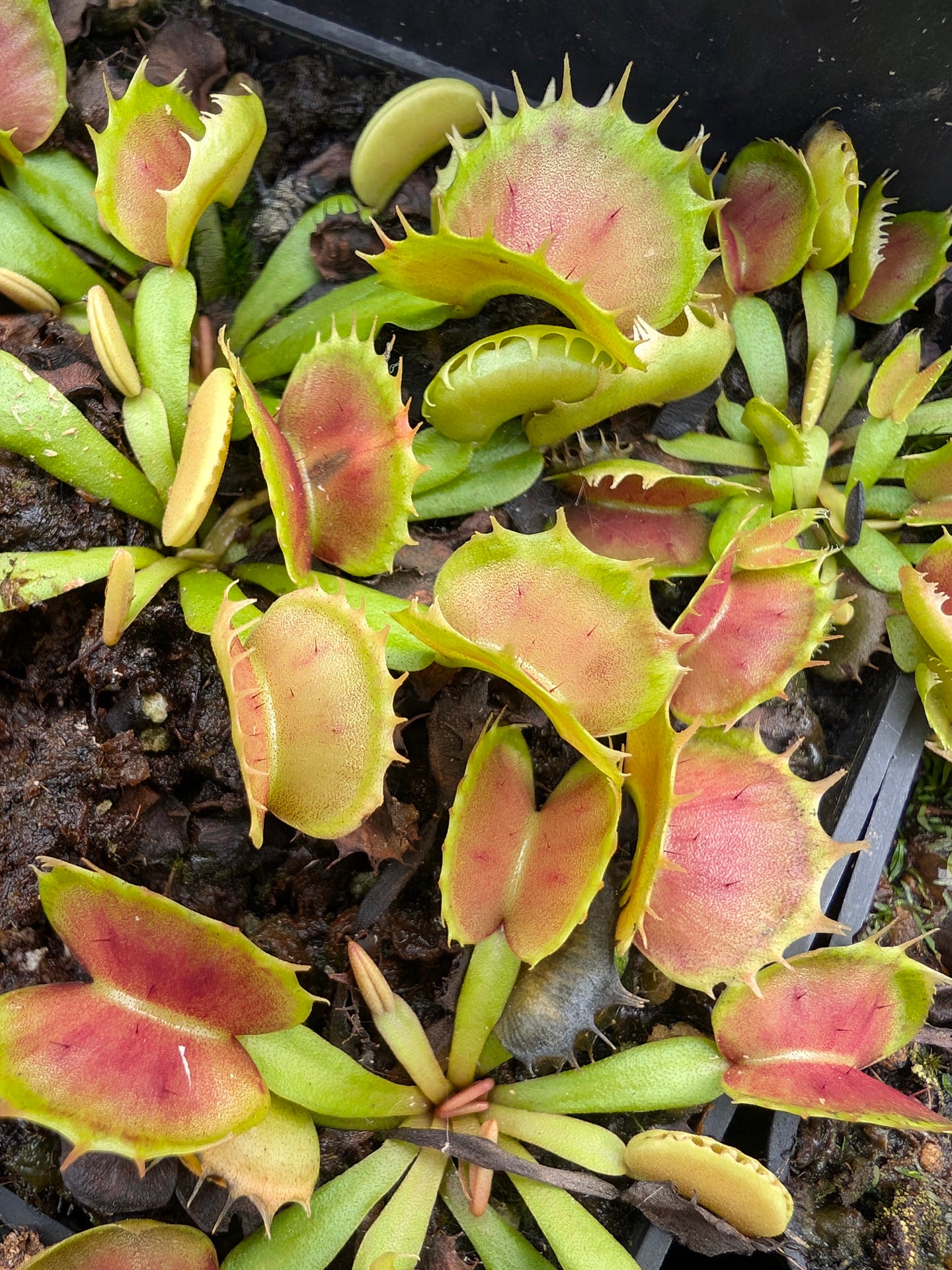 Dionaea muscipula "Villarica"