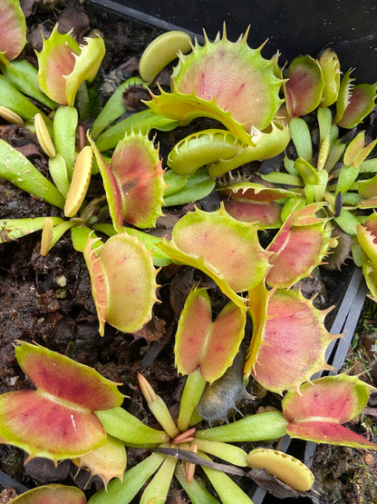Dionaea muscipula "Villarica"