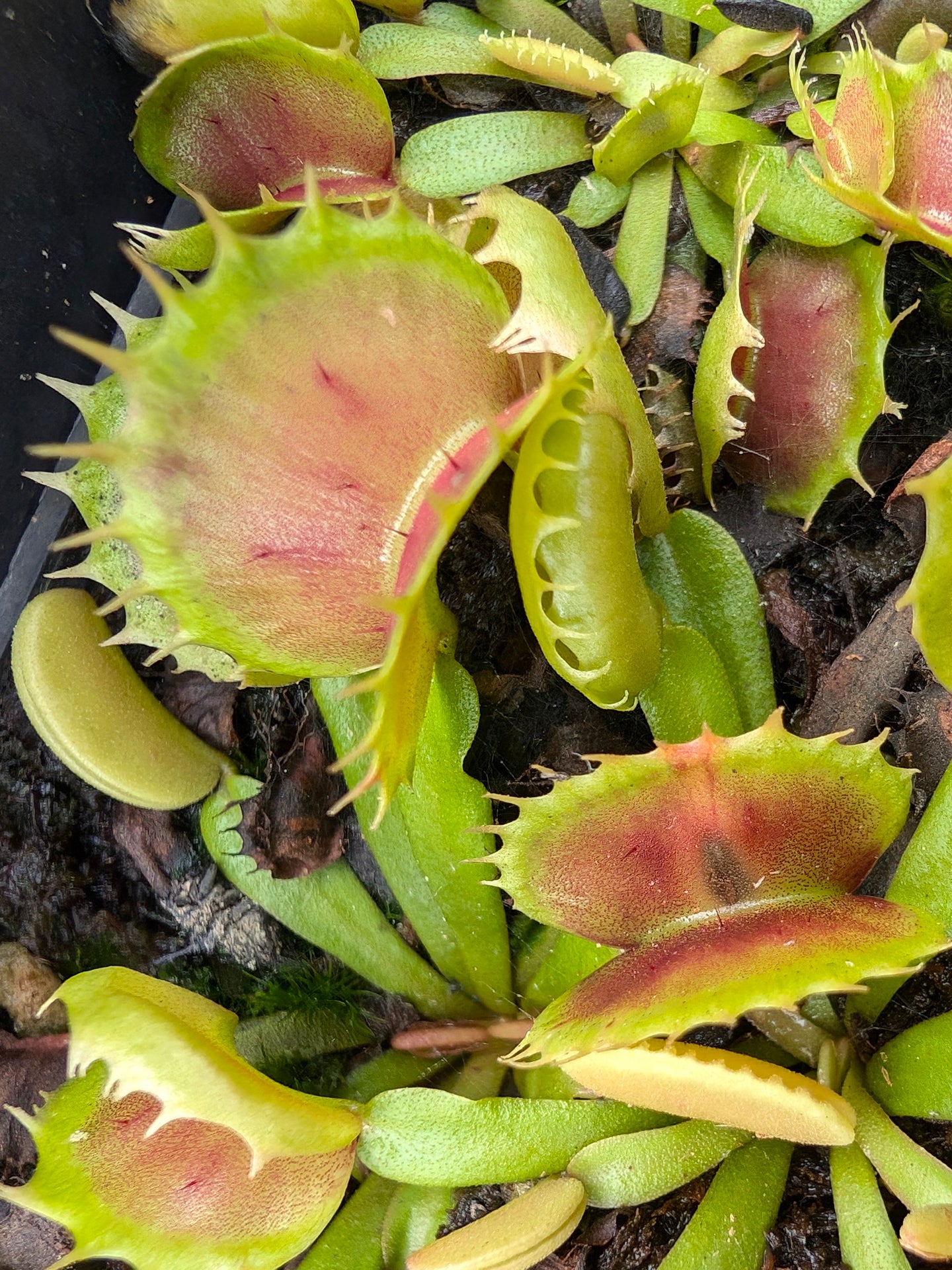 Dionaea muscipula "Villarica"