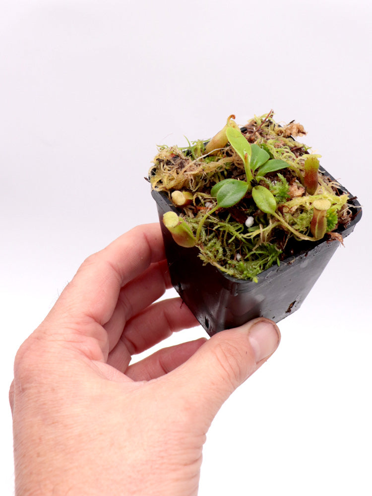Nepenthes villosa Kinabalu, Borneo