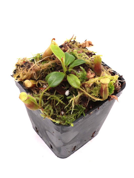 Nepenthes villosa   Kinabalu, Borneo