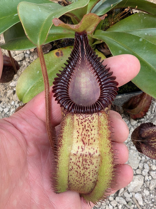 ASTA 8 : Nepenthes villosa x hamata BE-4099 MEDIUM SIZE