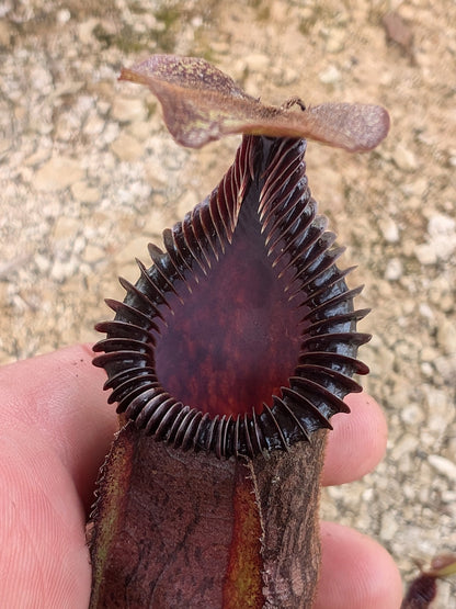 ASTA 8 : Nepenthes villosa x hamata BE-4099 MEDIUM SIZE