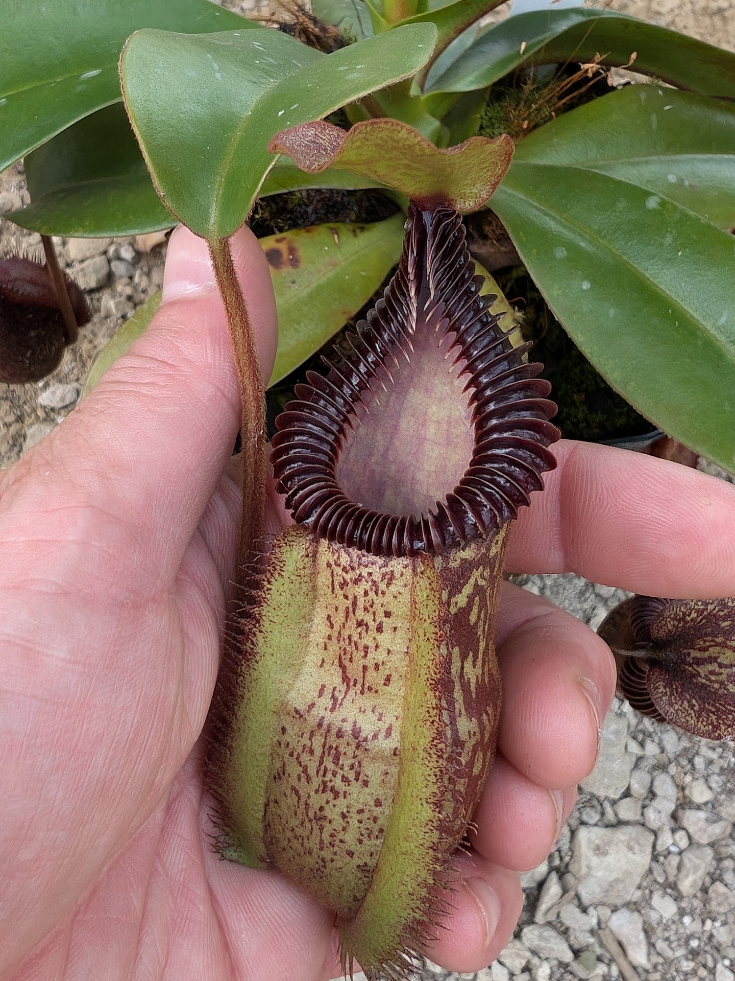 ASTA 8 : Nepenthes villosa x hamata BE-4099 MEDIUM SIZE