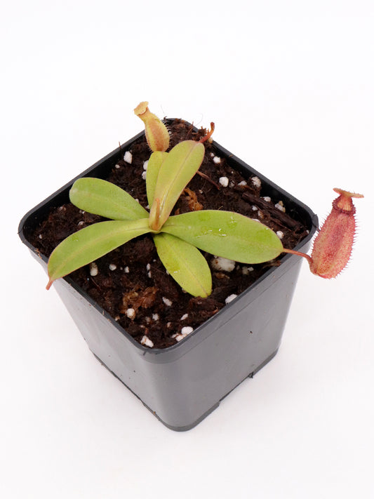Nepenthes hamata x villosa Kinabalu Yasuhide Nakagawa cross