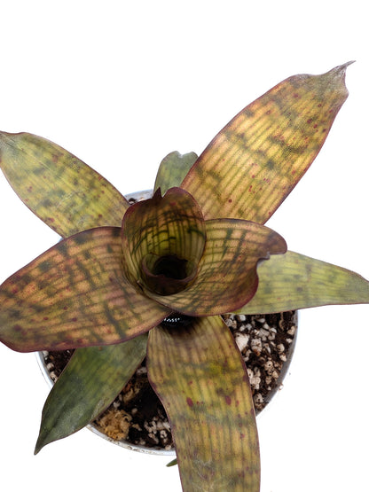 Vriesea gigantea Nova Mini