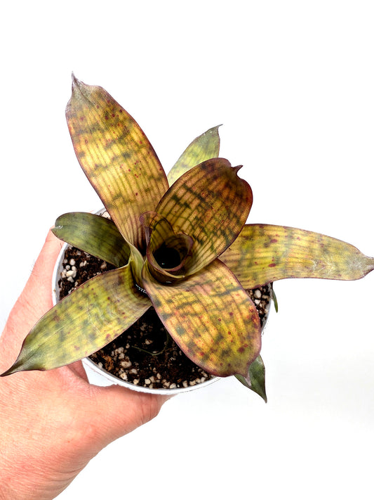 Vriesea gigantea Nova Mini