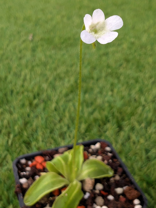 Pinguicula vulgaris  Slovakia