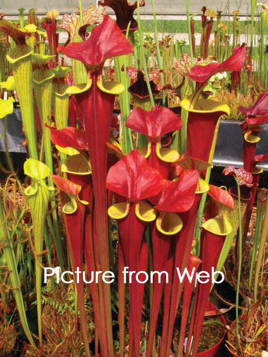 Sarracenia flava var. atropurpurea 'Waccamaw'