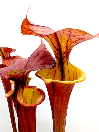 Sarracenia flava var. atropurpurea  'Waccamaw'