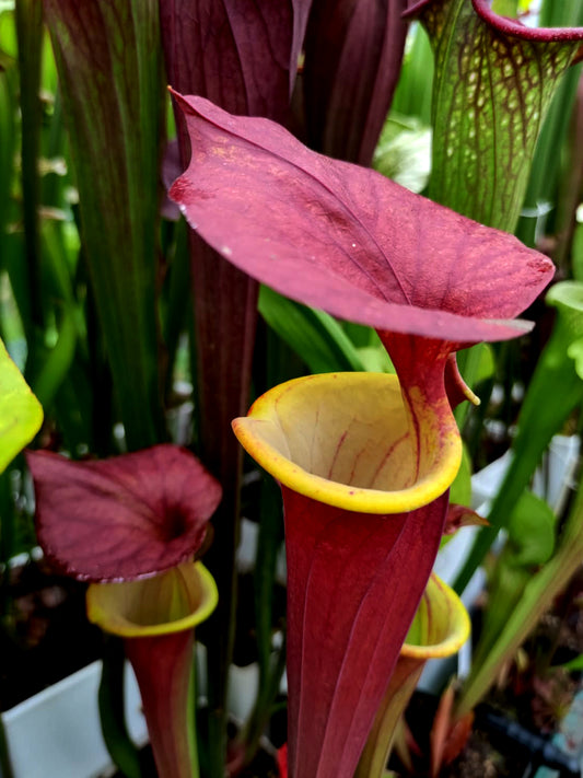 Sarracenia flava var. atropurpurea 'Waccamaw'