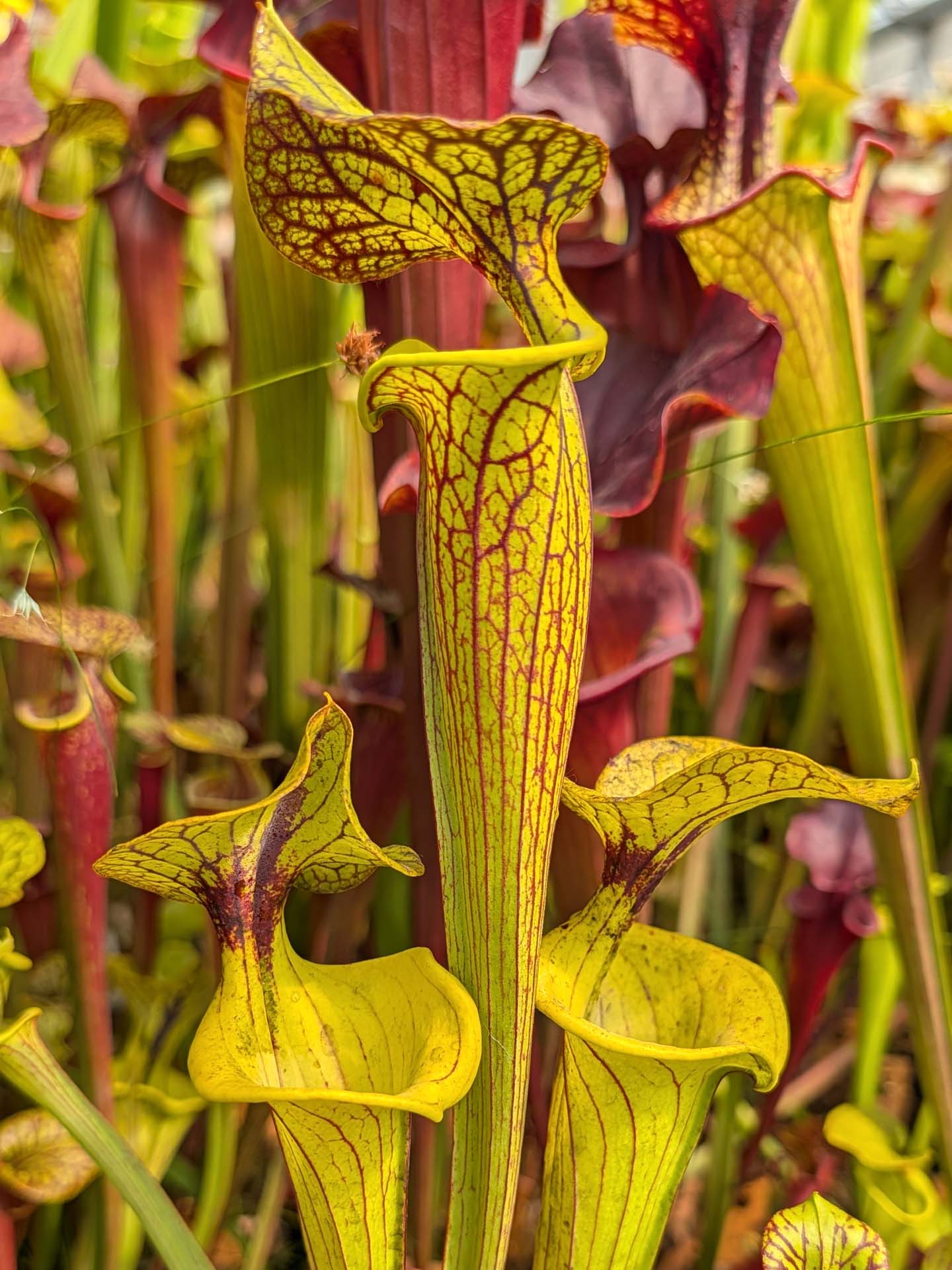 Sarracenia flava var. ornata "Waccamaw x Improved Black Veins"