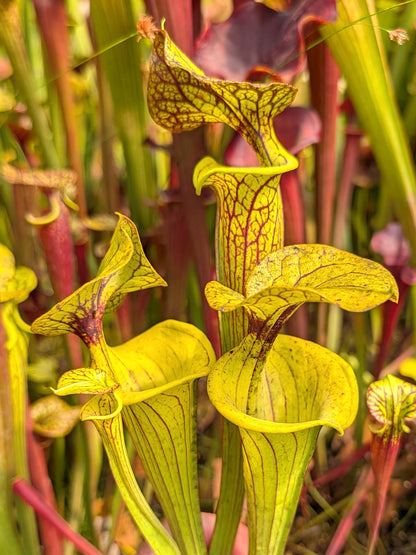 Sarracenia flava var. ornata "Waccamaw x Improved Black Veins"