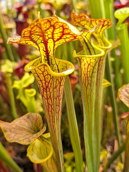 Sarracenia flava var. ornata "Waccamaw x Improved Black Veins"