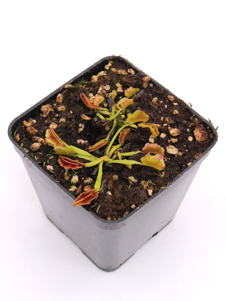 Dionaea muscipula 'Wacky traps'