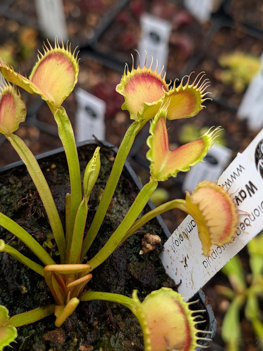 Dionaea muscipula  Wave Clip