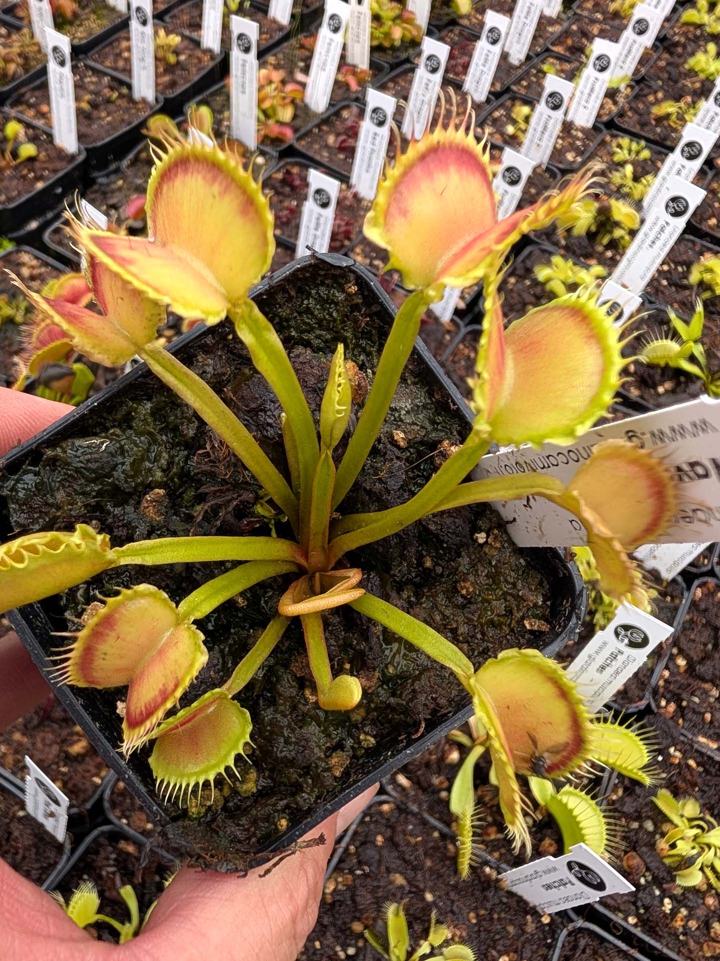 Dionaea muscipula  Wave Clip