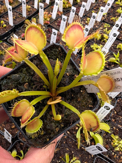 Dionaea muscipula  Wave Clip