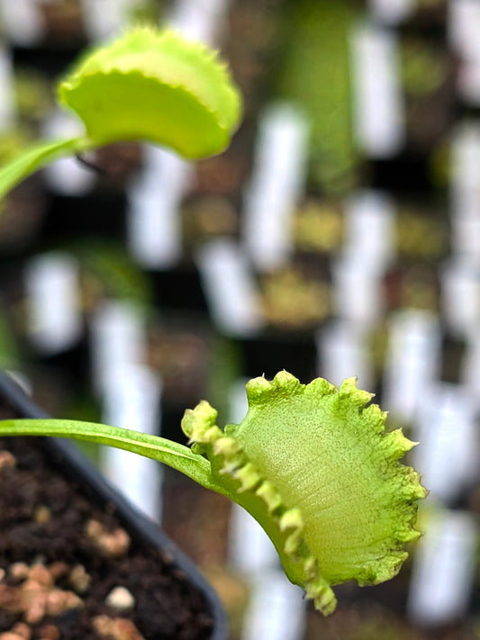Dionaea muscipula „Wereklam“