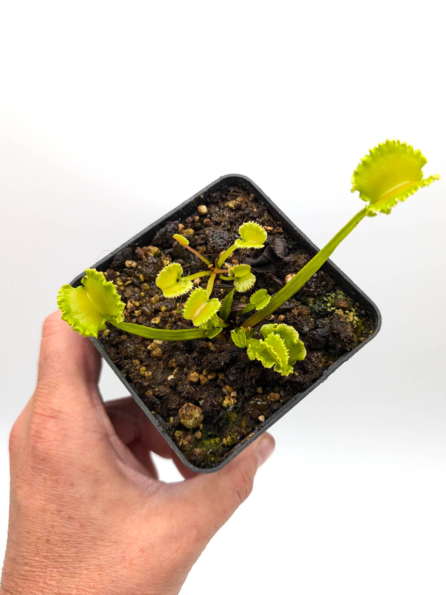 Dionaea muscipula  Wereclam