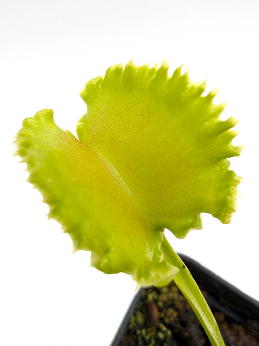 Dionaea muscipula  Wereclam