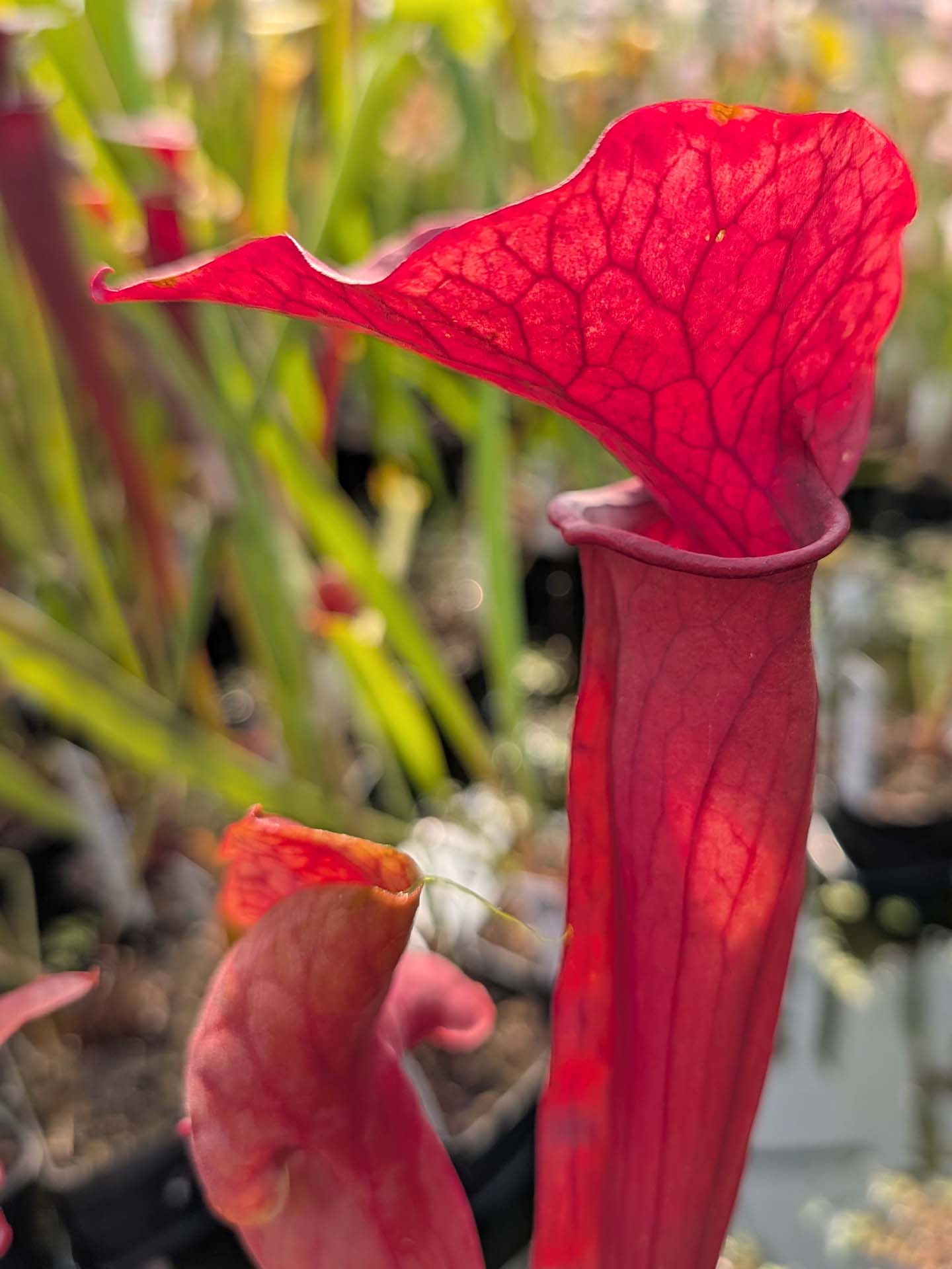 Sarracenia 'Whale Tail'