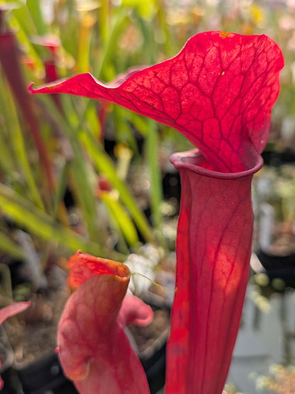 Sarracenia 'Whale Tail'
