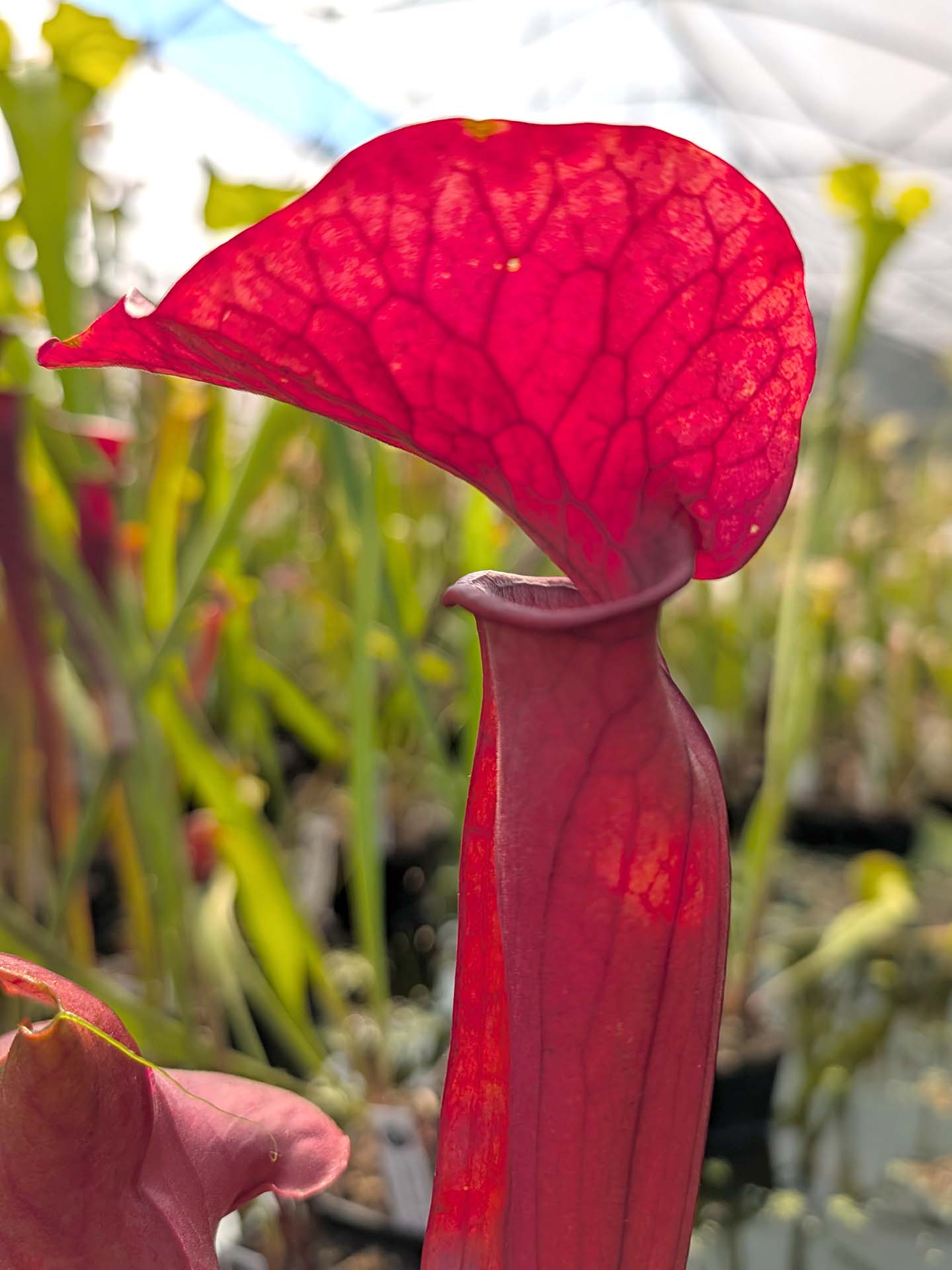 Sarracenia 'Whale Tail'