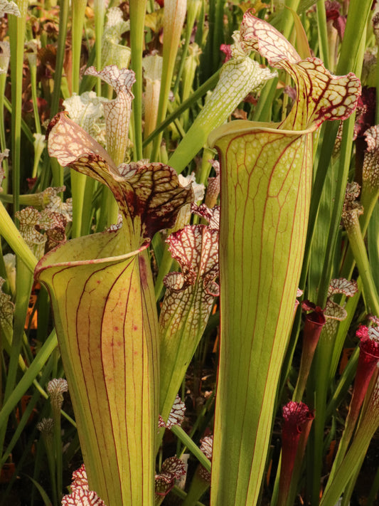 Sx 'Walkehle'