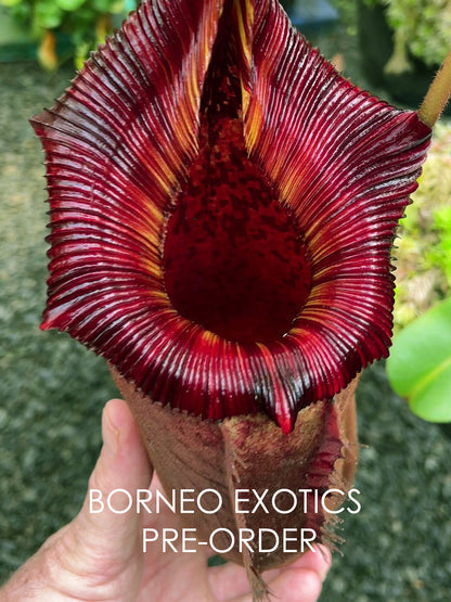 Nepenthes (veitchii x lowii) x (burbidgeae x edwardsiana) BE-3980