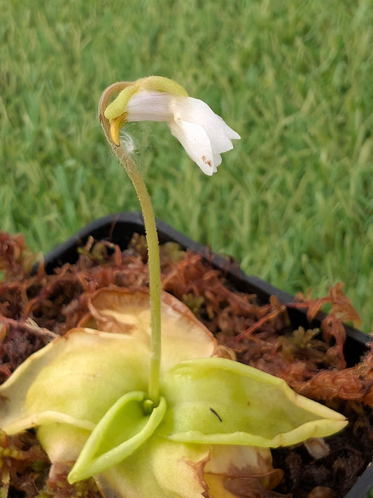 Pinguicula ionantha "White Flower"  Franklin Co. Florida