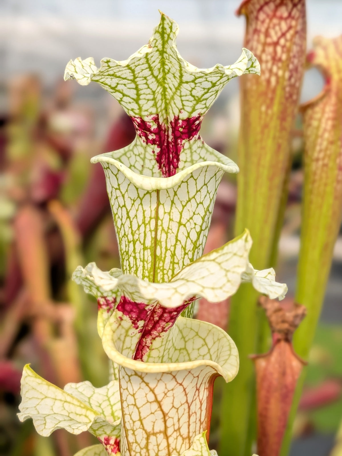 Sarracenia "White Walker"