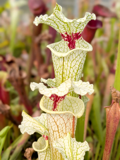 Sarracenia "White Walker"