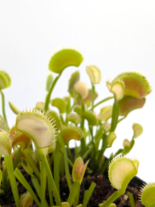 Dionaea muscipula "GC White Shark Mutation"