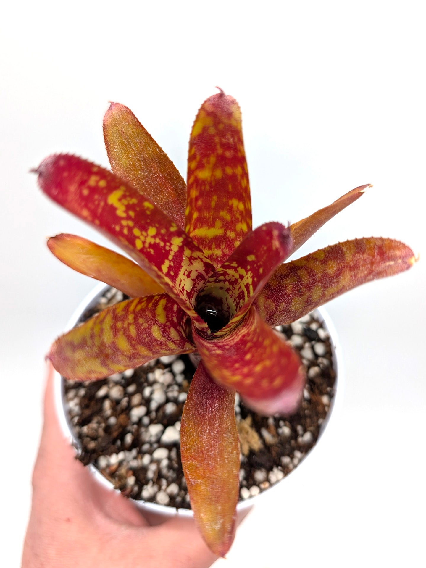 Neoregelia Wild Tiger