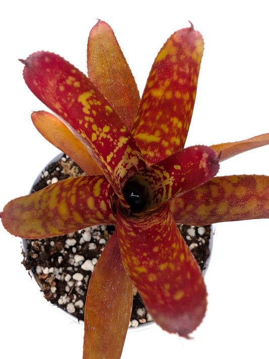 Neoregelia Wild Tiger