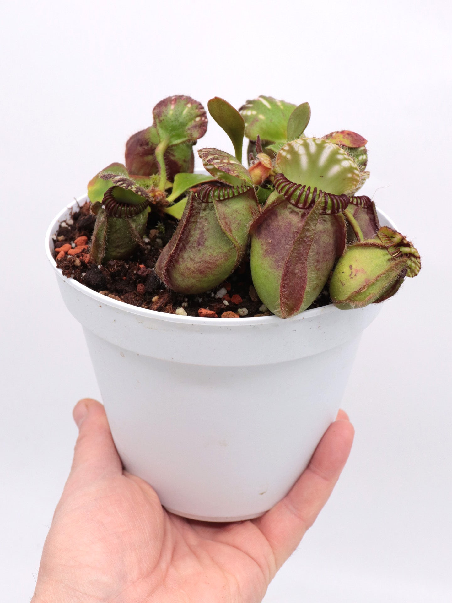 Cephalotus follicularis "Wilhelma"
